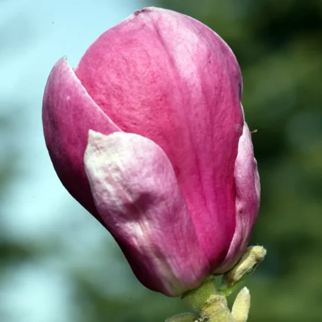 Magnolia x soulangeana Lombardy Rose flower2