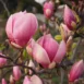 Magnolia x soulangeana Rustica Rubra branch 2