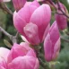 Magnolia x soulangeana Rustica Rubra flower