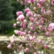 Magnolia x soulangeana Rustica Rubra tree 2