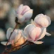 Magnolia x soulangeana Sundew flowers
