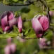 Magnolia x soulangeana Winelight branch