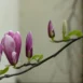 Magnolia x soulangeana Winelight buds