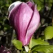 Magnolia x soulangeana Winelight flower
