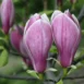 Magnolia x soulangeana Winelight flowers 2