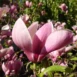 Magnolia x soulangeana Winelight flowers 3