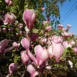 Magnolia x soulangeana Winelight tree 2
