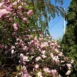 Magnolia x soulangeana Winelight tree
