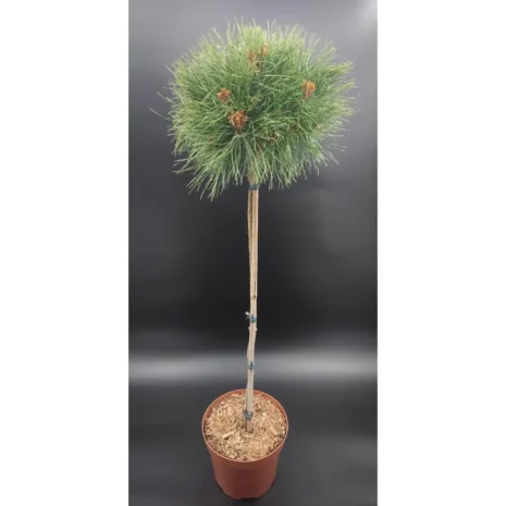 Pinus densiflora 'Kim' PA60