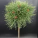 Pinus densiflora 'Kim' PA60 zoom