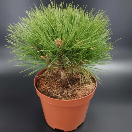 Pinus densiflora 'Meylan Compact'