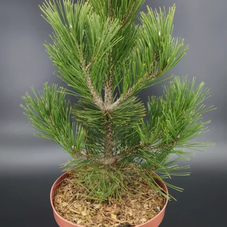Pinus heldreichii 'Compact Gem'