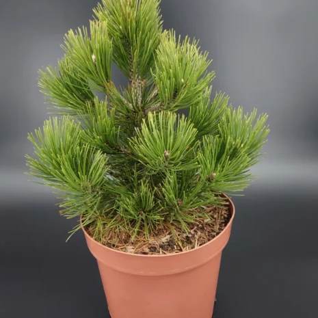 Pinus leucodermis 'Mint Truffle'