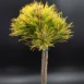 Pinus mugo Carsten's Wintergold PA80 zoom