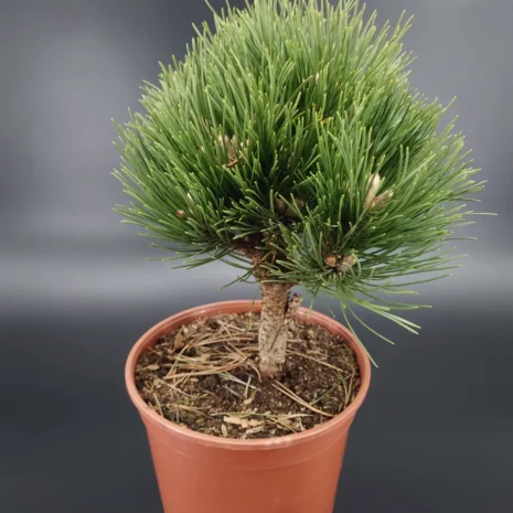 Pinus nigra 'Petra'
