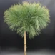 Pinus strobus 'Greg' PA80