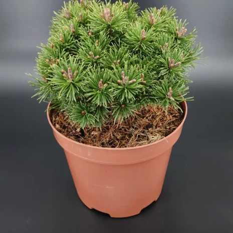 Pinus uncinata 'Nana'