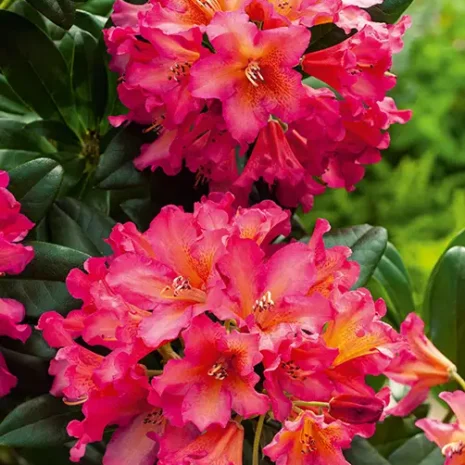 Rhododendron 'Scyphocalix'