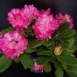Rhododendron yakushimanum 'Kalinka' real