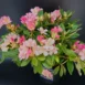 Rhododendron yakushimanum 'Percy Wiseman' real