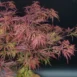 Acer palmatum 'Garnet' leafs