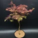 Acer palmatum 'Garnet' tree