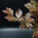 Fagus sylvatica 'Dawyck Purple' leaf