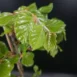 Fagus sylvatica 'Dawyck' leaf