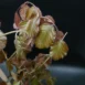 Fagus sylvatica 'Purple Fountain' leaf
