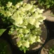 Hortensja bukietowa 'Polestar'®-flower