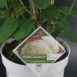Hydrangea arborescens 'Strong Annabelle'®-photo