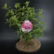 Hydrangea paniculata 'Diamant Rouge'®