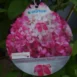 Hydrangea paniculata 'Diamant Rouge'®-photo