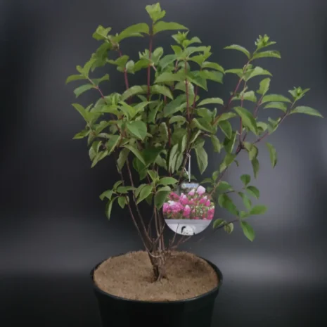 Hydrangea paniculata 'Fraise Melba'®