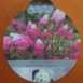 Hydrangea paniculata 'Fraise Melba'®-photo