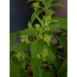 Hydrangea paniculata 'Little Fresco'®-branch