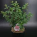 Hydrangea paniculata 'Sundae Fraise'® PBR