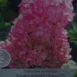 Hydrangea paniculata 'Sundae Fraise'® PBR-photo