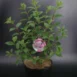 Hydrangea paniculata 'Vanille Fraise'® PBR