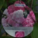 Hydrangea paniculata 'Vanille Fraise'® PBR-photo