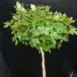 Liquidambar styraciflua 'Gum Ball' PA 150 leaf