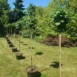 Liquidambar styraciflua 'Gum Ball' PA 150 trees