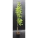 Quercus palustris 'Green Pillar'