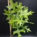 Quercus palustris 'Green Pillar' leaf