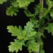 Quercus robur Fastigiata Koster close-up