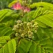 Albizia julibrissin 10