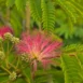 Albizia julibrissin 11