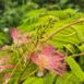 Albizia julibrissin 12