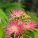 Albizia julibrissin 15