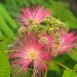 Albizia julibrissin 16